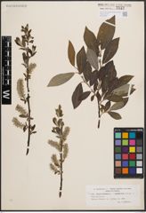 Foto von Salix cinerea L. x Salix nigricans Sm.